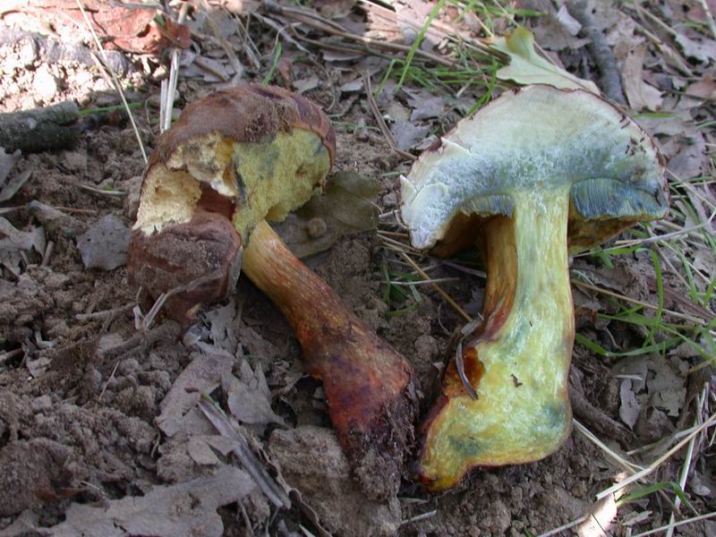 Boletus...da determinare.